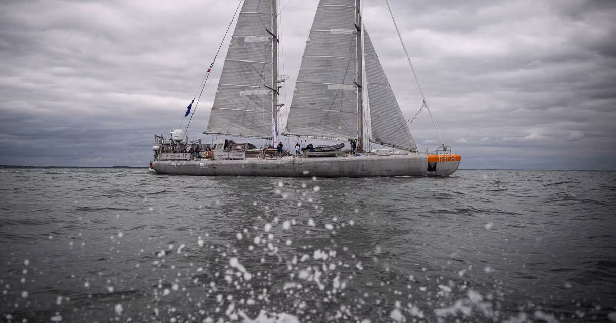 Theo các chuyên gia, mirusvirus đã bắt đầu lây nhiễm cho các sinh vật phù du tại các đại dương trên Trái đất.