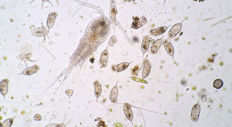 "Mirus" trong tên gọi mirusvirus có nghĩa là "lạ" trong tiếng Latin. Điều này xuất phát từ việc các nhà khoa học khẳng định mirusvirus chưa từng được ghi nhận trên thế giới.