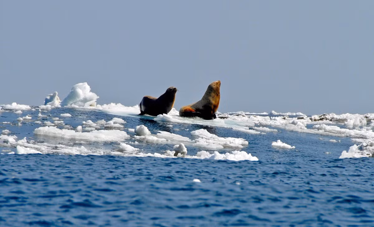Các chuyên gia sẽ tiến hành nghiên cứu sâu hơn về mirusvirus với hy vọng loại virus mới nàu có thể giúp họ giải mã nguồn gốc của virus herpes với nhiều chủng loại đang tồn tại trong cơ thể con người.
