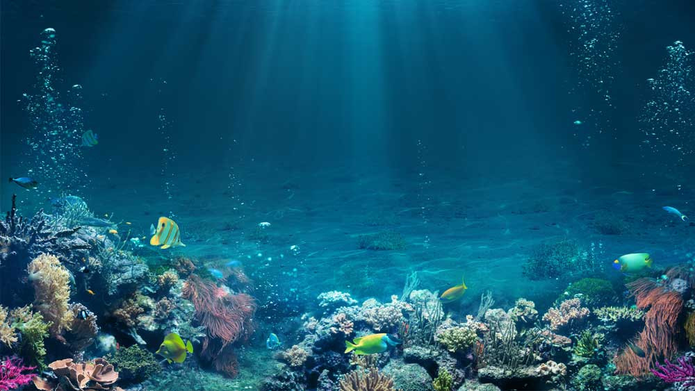 Nhà nghiên cứu Tom Delmont từ Trung tâm Nghiên cứu khoa học Quốc gia Pháp (CNR) cho hay phát hiện này cho thấy mirusvirus có thể là một virus lai mới xuất hiện trên thế giới.