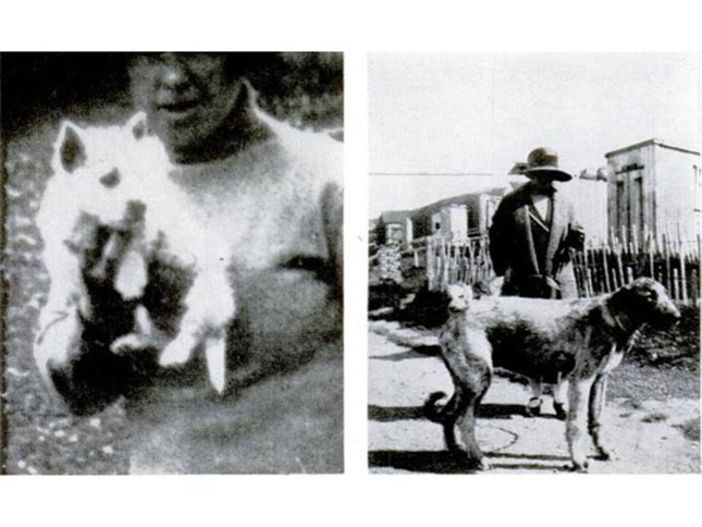 Bức ảnh được đăng trên tạp chí LIFE năm 1939 cho thấy linh hồn của một con chó săn về đoàn tụ với người bạn thân của mình. Trước cái chết của con chó săn, chú chó to (hình bên phải) vô cùng buồn bã.
