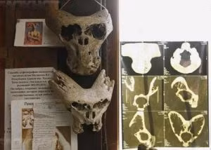 Ngoài 2 hộp sọ, bên trong chiếc hộp còn có một tấm bản đồ vẽ Adygey do người Đức thực hiện. Các chuyên gia vô cùng bất ngờ bởi tấm bản đồ có độ chính xác cao.