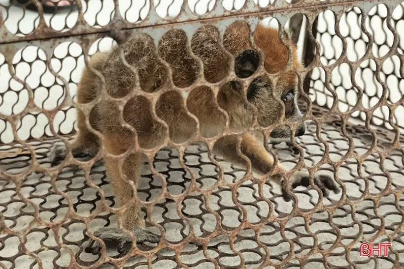 Cá thể cu li nhỏ này được gia đình anh Nguyễn Trọng Thể (thôn Đức Vừ, xã Sơn Lễ) phát hiện trong vườn nhà vào ngày 9/4.