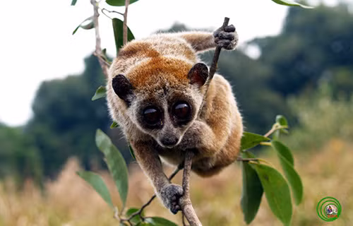 Biết đây là động vật rừng quý hiếm nên gia đình anh Nguyễn Trọng Thể đã báo cáo UBND xã Sơn Lễ để bàn giao cá thể cu li nhỏ.