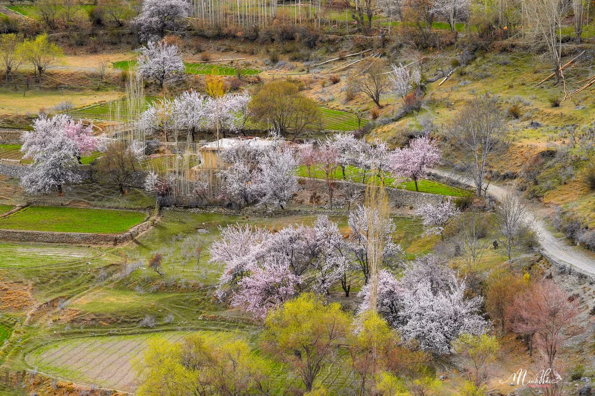 Tất cả sự hoang sơ, hùng vĩ, vắng lặng của vùng đất xinh đẹp này bỗng hóa mềm mại, lãng mạn, nên thơ nhờ sắc tươi tắn của loài hoa nhỏ bé…