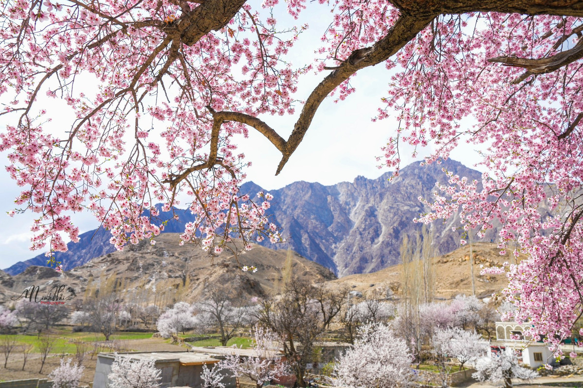 Hunza là vùng trồng hoa quả nổi tiếng nhất ở Pakistan nên mùa xuân cũng chính là mùa mà cây cối đâm chồi nảy lộc. Đặc biệt, khí hậu lúc này mát mẻ nên hoa nở ở thung lũng Hunza cũng rất nhanh, bung nở khắp chốn.