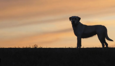 Cuộc chiến tranh giữa Hy Lạp và Bulgaria nổ ra vào năm 1925 khi một con chó của một binh lính Hy Lạp chạy sang biên giới. Thấy vậy, người lính trên đuổi theo chú chó chạy vào lãnh thổ của Bulgaria rồi bị đối phương bắn chết.