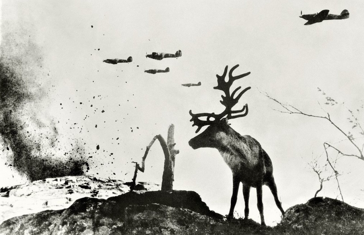 Bức ảnh chụp một con tuần lộc Yasha ở Bắc Cực năm 1941. Phía trên là các máy bay chiến đấu dội bom oanh tạc các mục tiêu dưới mặt đất.
