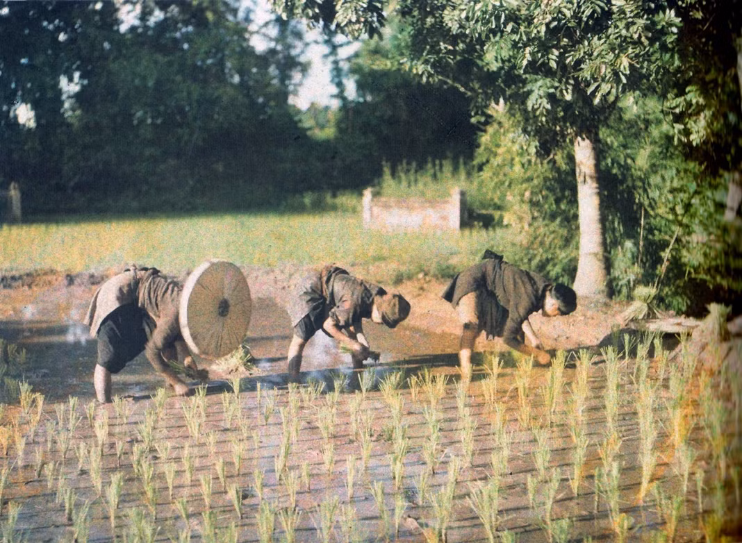 Những người nông dân cấy lúa trên một cánh đồng ở miền Bắc Việt Nam những năm 1900.