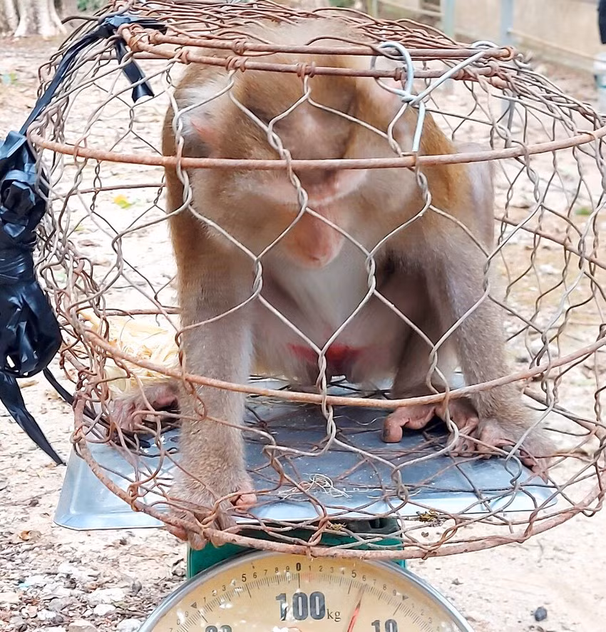 5 cá thể khỉ đuôi lợn nặng tổng cộng 21 kg đều có sức khỏe ổn định. Trước khi bàn giao cho Vườn Quốc gia Chư Mom Ray, những con khỉ này được nuôi nhốt tại nhà một hộ dân (xã Đắk Năng, TP Kon Tum).