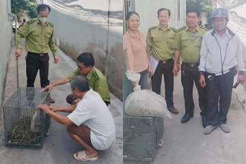 Vào ngày 6/4, bà Trịnh Thị Minh Hiền, ngụ trên đường Phạm Thế Hiển, phường 7 (quận 8) bàn giao một cá thể trăn đất nặng khoảng 10 kg. Chi cục Kiểm lâm TP.HCM phối hợp UBND phường 7 (quận 8) đã tiếp nhận cá thể động vật hoang dã này.