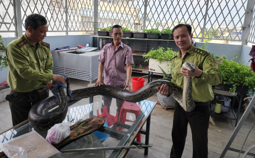 Ngày 28/2/2023, Chi cục Kiểm lâm TP.HCM tiếp nhận đưa về cứu hộ 2 con trăn đất cái nặng khoảng 42 kg do ông Nguyễn Văn Thắng và ông Nguyễn Thanh Phi (cùng ngụ TP Thủ Đức, TP.HCM) tự nguyện bàn giao.