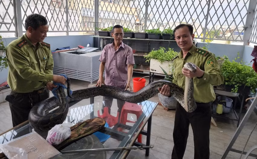 Ngày 28/2/2023, Chi cục Kiểm lâm TP.HCM tiếp nhận đưa về cứu hộ 2 con trăn đất cái nặng khoảng 42 kg do ông Nguyễn Văn Thắng và ông Nguyễn Thanh Phi (cùng ngụ TP Thủ Đức, TP.HCM) tự nguyện bàn giao.