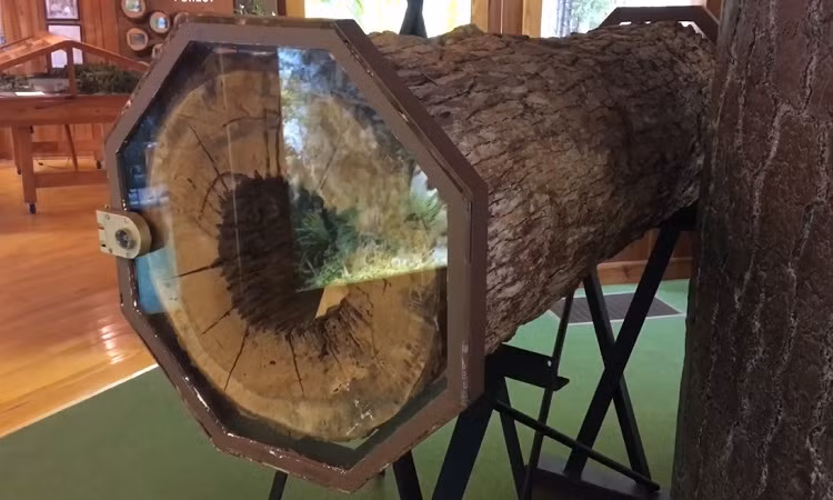 Theo các nhân viên bảo tàng, lý do khiến con chó săn Stuckie được bảo quản hoàn hảo giống như xác ướp là vì xác của nó nằm trong thân cây.