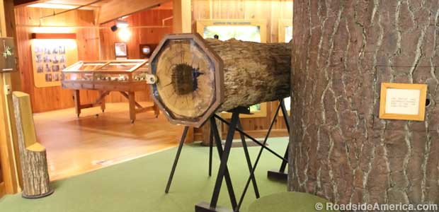 Nhờ vậy, trong những năm qua, hàng trăm ngàn du khách có cơ hôi chiêm ngưỡng con chó săn vùi xác trong thân cây sồi.