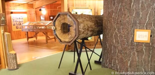 Nhờ vậy, trong những năm qua, hàng trăm ngàn du khách có cơ hôi chiêm ngưỡng con chó săn vùi xác trong thân cây sồi.