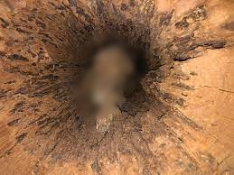 Thêm nữa, bên trong thân cây cũng tương đối khô. Những điều kiện này tạo điều kiện thuận lợi cho việc bảo quản xác con chó săn Stuckie không bị thối rữa, phân hủy như những con vật khác.