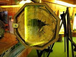 Nhờ vậy, mùi hôi của xác con chó không thu hút côn trùng và các sinh vật khác.