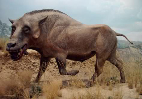 Vào năm 2012, một số người dân ở miền bắc Namibia cho biết đã nhìn thấy một quái thú "đầu chó, thân lợn". Quái vật này không giống với bất cứ sinh vật nào mà họ từng nhìn nhìn thấy trước đó.