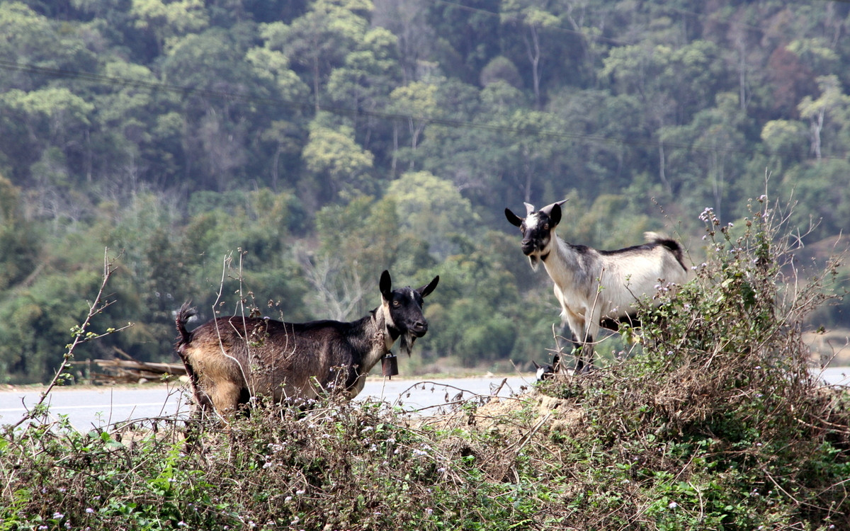 Trong suốt một thời gian sau đó, những người dân dũng cảm trong khu vực đã tổ chức săn tìm quái thú này nhưng không có kết quả.