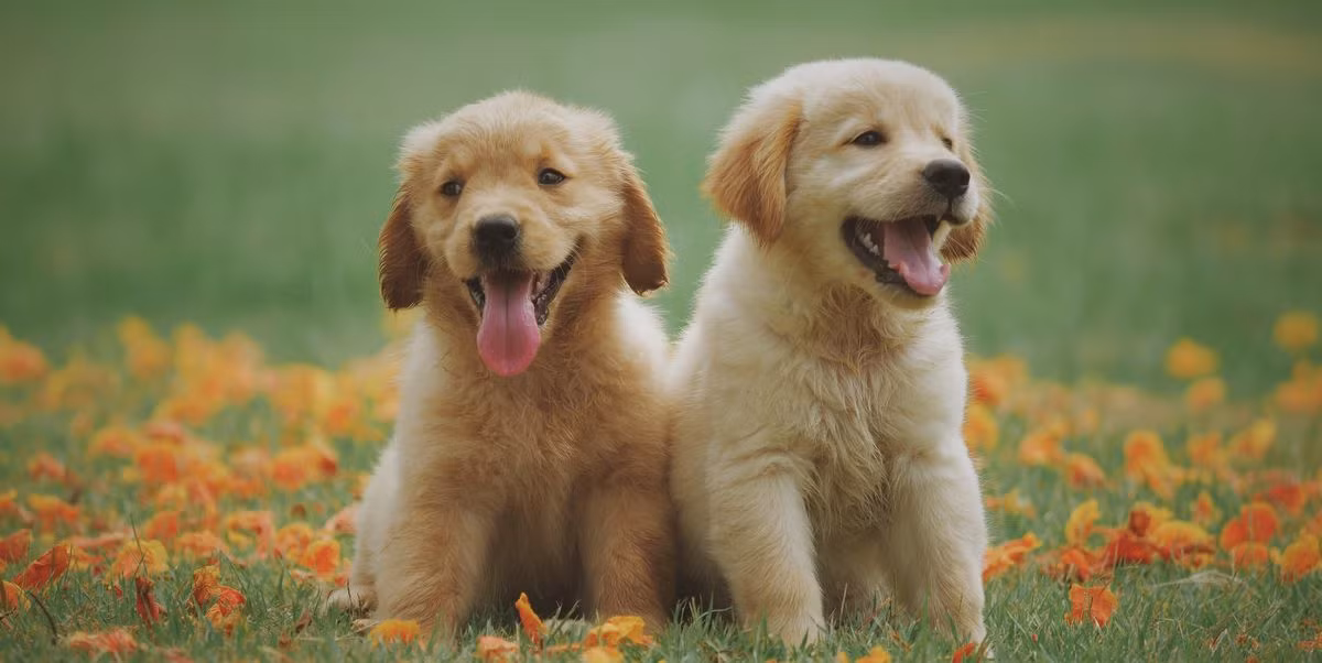 Đồng thời, nhiều người tò mò quái thú đáng sợ đó thực chất là loài nào, đến từ đâu.