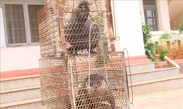 Sau khi kiểm tra, bà Nguyễn Tuấn Tú phát hiện 2 cá thể rái cá vuốt bé đang ăn cá trong ao của gia đình. Do đó, bà đã gọi người nhà cùng vây bắt 2 cá thể rái cá quý hiếm.