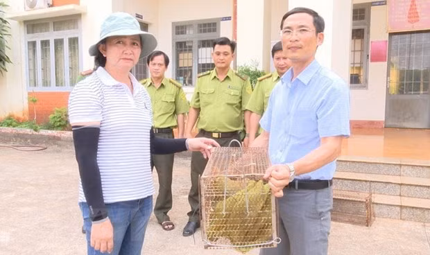 Vào chiều 10/4, Hạt Kiểm lâm huyện Lộc Ninh, tỉnh Bình Phước, phối hợp với Công an thị trấn Lộc Ninh và người dân bàn giao 2 cá thể rái cá vuốt bé cho Trung tâm Cứu hộ, bảo tồn và phát triển sinh vật trực thuộc Ban Quản lý Vườn Quốc gia Bù Gia Mập. Mỗi cá thể rái cá vuốt bé có trọng lượng 2,4 kg.