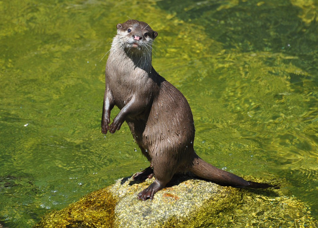 Cá thể rái cá vuốt bé có bộ lông màu nâu nhạt hoặc xám nâu, phần bụng mầu sáng hơn. Đặc điểm nổi bật của chúng là vuốt chân nhỏ, không thò ra khỏi ngón.