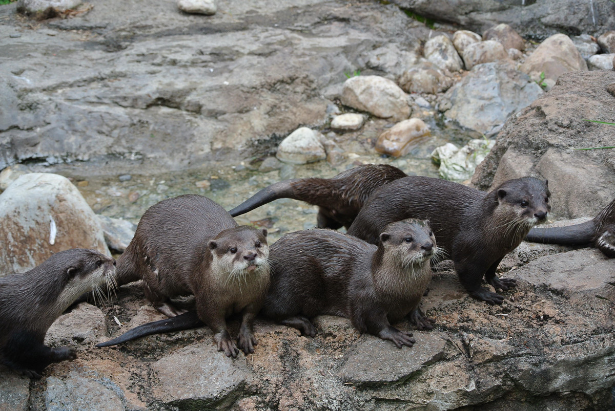 Rái cá vuốt bé có tên khoa học là aonyx cinereus, thuộc nhóm nguy cấp, quý, hiếm IB thuộc vào nhóm sách đỏ được bảo tồn nghiêm ngặt. Đây là loài động vật cần được ưu tiên bảo vệ ở Việt Nam cũng như thế giới.