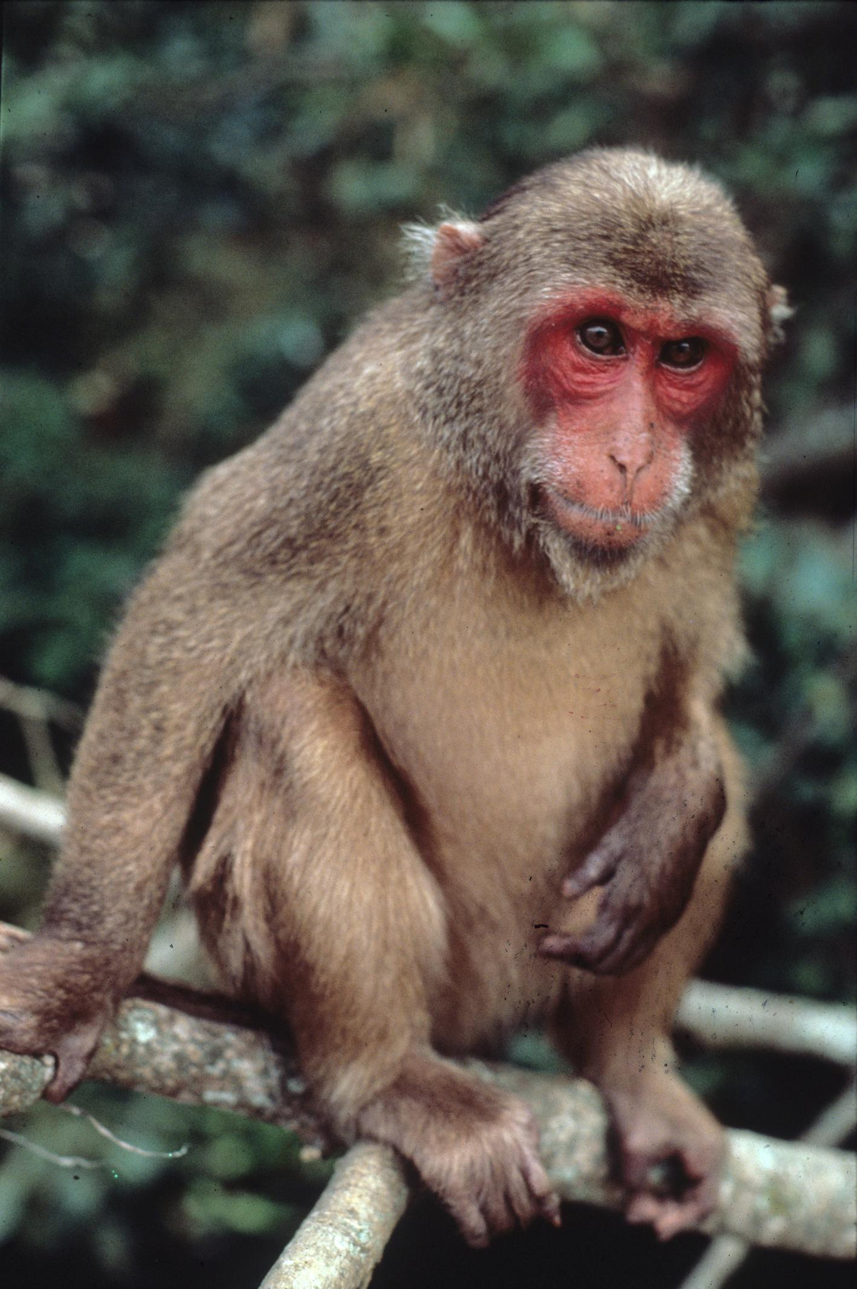 Đây là loài có tên trong danh mục Sách đỏ Việt Nam và được thống kê trong Sách đỏ của IUCN 1997.