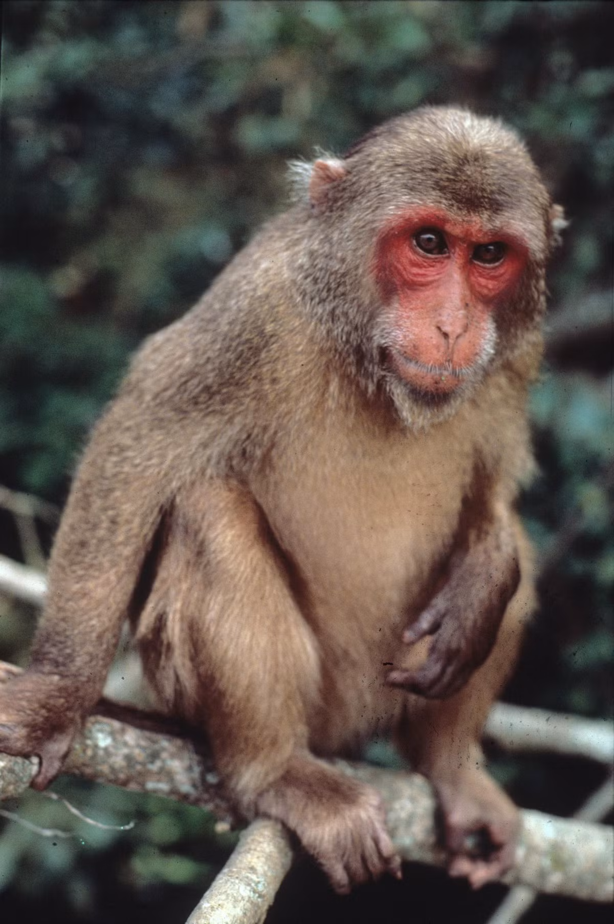 Đây là loài có tên trong danh mục Sách đỏ Việt Nam và được thống kê trong Sách đỏ của IUCN 1997.