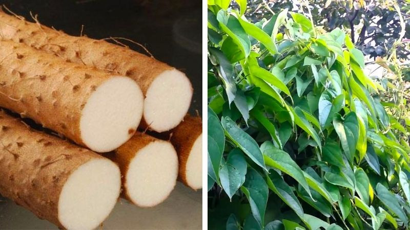 Củ mài có lớp vỏ ngoài màu nâu xám nhưng bên trong có màu trắng.