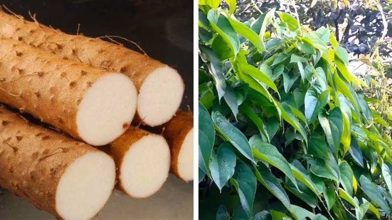 Củ mài có lớp vỏ ngoài màu nâu xám nhưng bên trong có màu trắng.
