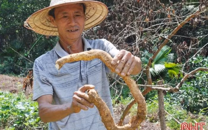 Về chế biến, củ mài có thể dùng để nấu chè, nấu canh xương hầm, hoặc luộc, hấp…