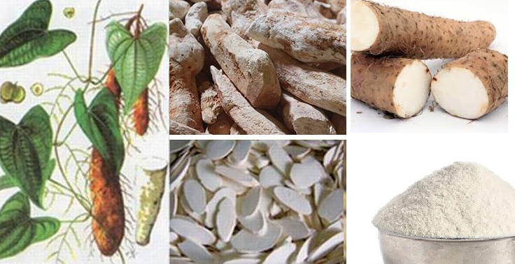 Củ mài mọc nhiều ở vùng rừng núi phía Bắc Việt Nam. Giá củ mài khoảng 90.000 - 150.000 đồng/kg.