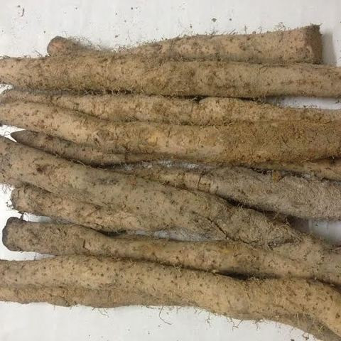 Đa phần củ mài có hình trụ thuôn dài. Rễ của chúng mọc rất sâu trong đất, có thể lên tới vài mét. Do đó, việc thu hoạch củ mài không hề dễ dàng.