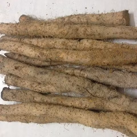 Đa phần củ mài có hình trụ thuôn dài. Rễ của chúng mọc rất sâu trong đất, có thể lên tới vài mét. Do đó, việc thu hoạch củ mài không hề dễ dàng.
