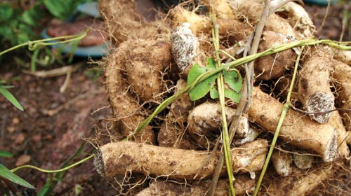 Trong đông y, khoai mài được gọi là Hoài Sơn. Dân gian thường lấy củ để chữa bệnh ra mồ hôi trộm cho trẻ em...