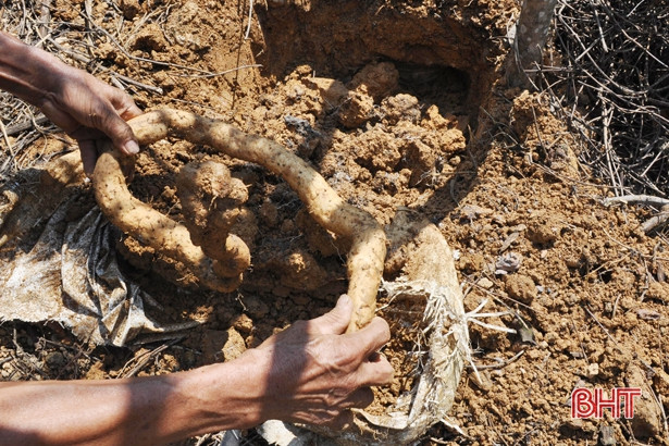 Không những vậy, củ mài còn chứa nhiều dưỡng chất khác có lợi cho cơ thể bao gồm: saponin, dioscin, acid amin, cholin, vitamin, chất chống oxy hóa.