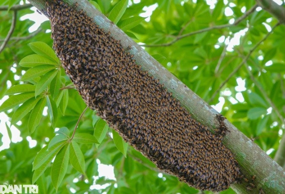 Nhung “nguoi nhen” du cay, bang rung san ong khung-Hinh-2