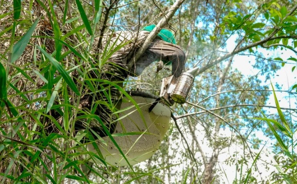 Nhung “nguoi nhen” du cay, bang rung san ong khung
