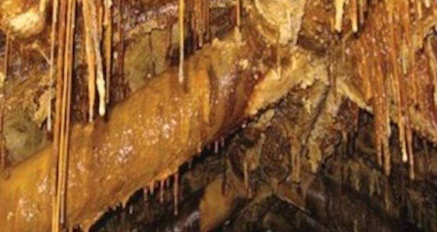 Vi sinh vật lớn nhất trong số những dạng sống "ngoài hành tinh" được phát hiện ở mỏ Königstein có chiều rộng 50 micromet và dài 200 micromet.