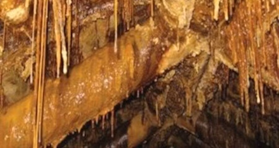 Vi sinh vật lớn nhất trong số những dạng sống "ngoài hành tinh" được phát hiện ở mỏ Königstein có chiều rộng 50 micromet và dài 200 micromet.