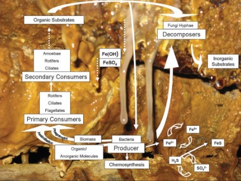 Sau nhiều năm bỏ hoang, các chuyên gia đã tiến vào bên trong mỏ Königstein và phát hiện các dạng sống "ngoài hành tinh". Đó là những vi khuẩn có tính axit màu cam, kích thước dài và mảnh treo trên tường. Một số vi khuẩn khác có màu nâu và trắng có cơ thể nhầy nhụa giống như thạch nhũ.