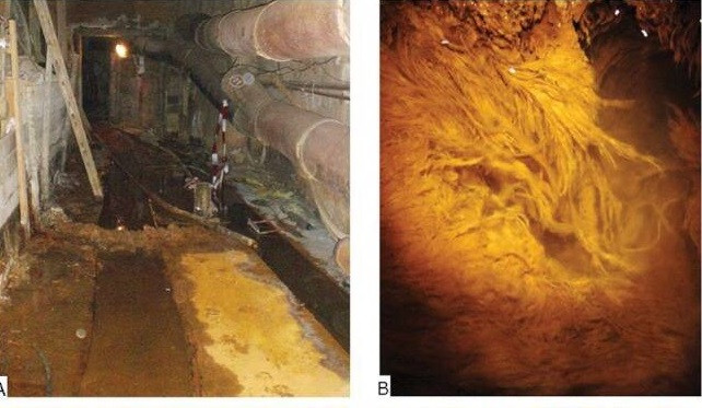 Các chuyên gia nỗ lực nghiên cứu nhằm giải mã những dạng sống đó được hình thành và phát triển như thế nào trong điều kiện khắc nghiệt ở mỏ uranium Königstein là: không có ánh sáng Mặt trời và có tính axit cao như vậy.