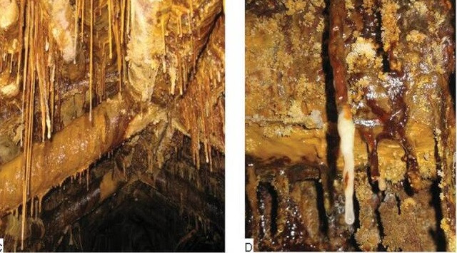 Sau một thời gian nghiên cứu, các nhà khoa học phát hiện độ pH thấp của mỏ, nồng độ sunfat cao và nồng độ kim loại nặng cao trong mỏ Königstein tạo điều kiện thuận lợi cho vi khuẩn phát triển mạnh.