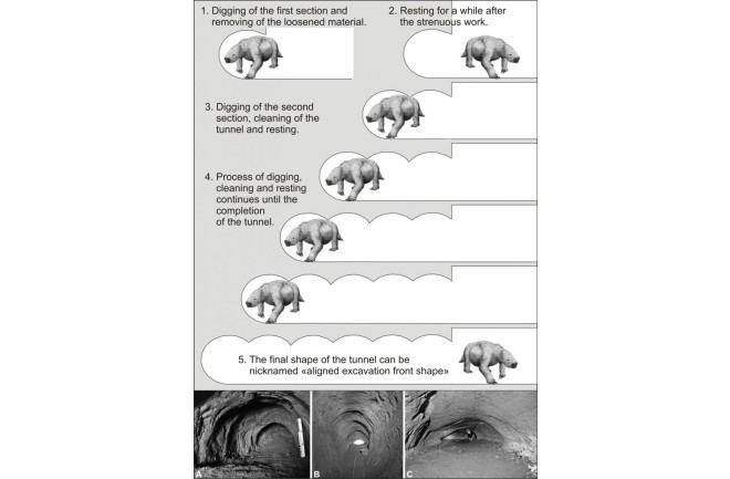 Heinrich Frank, Giáo sư đến từ Đại học Liên bang Rio Grande do Sul, Brazil gọi đó là những "đường hầm cổ sinh". Ông và các đồng nghiệp đã phát hiện những đường hầm bí ẩn này vào những năm 2000 ở thị trấn Novo Hamburgo.