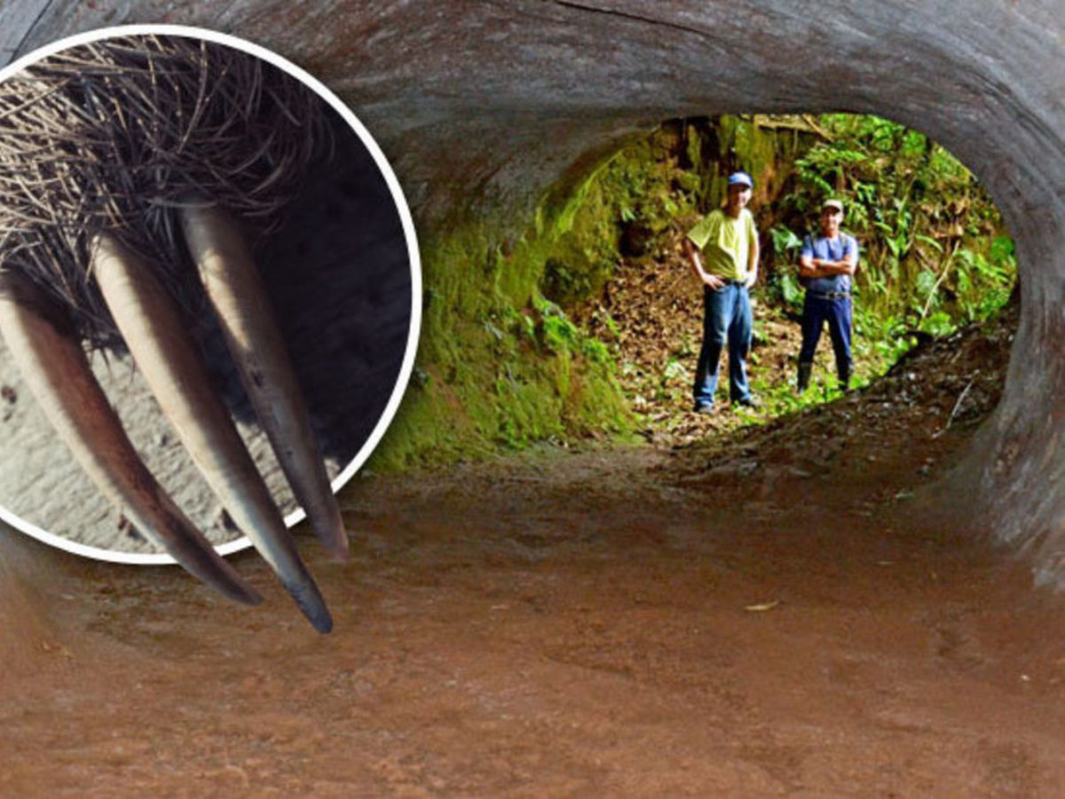 Sau một thời gian tìm kiếm, nhóm của giáo sư Frank phát hiện hơn 1.500 đường hầm ở bang Rio Grande do Sul. Trong số này, đường hầm lớn nhất có chiều dài gần 610m, cao 1,8m, rộng từ 0,9 - 1,5m.