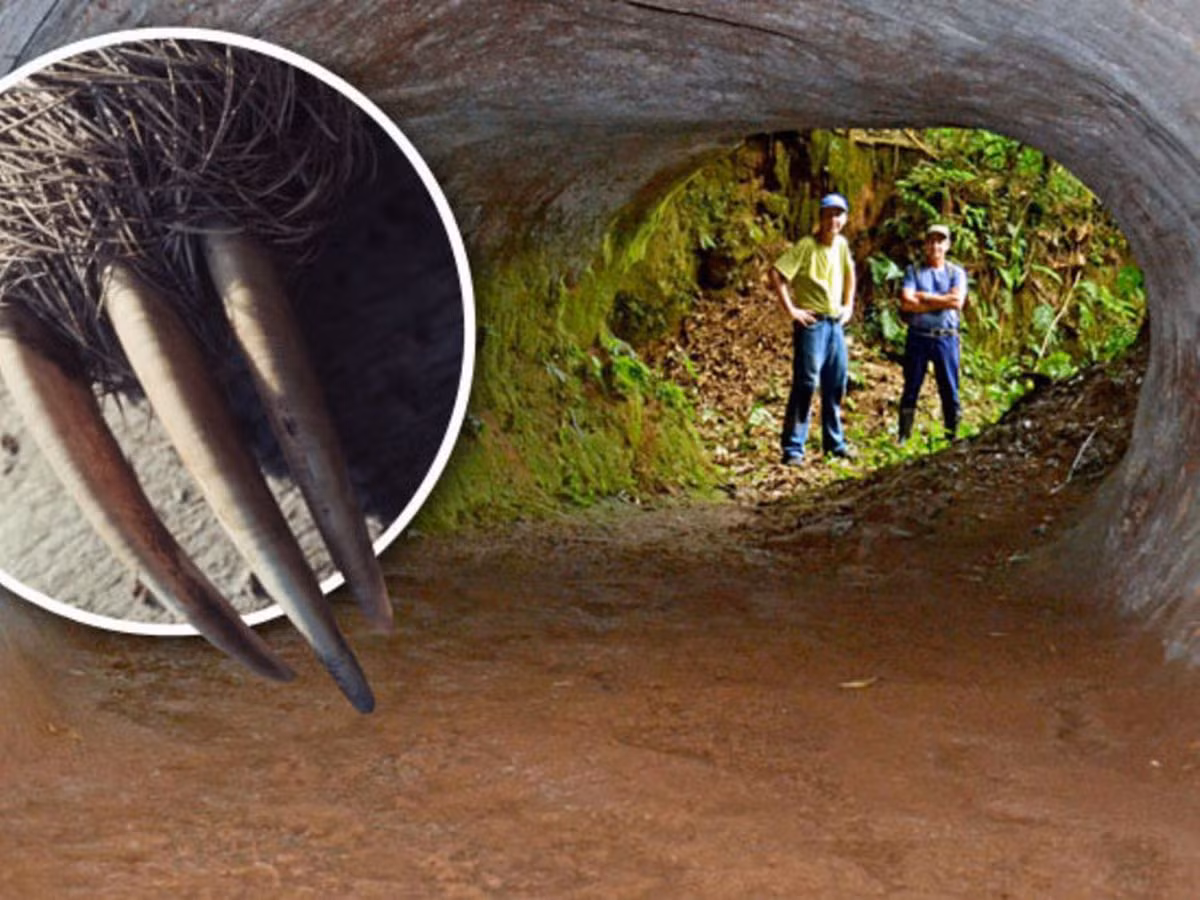 Sau một thời gian tìm kiếm, nhóm của giáo sư Frank phát hiện hơn 1.500 đường hầm ở bang Rio Grande do Sul. Trong số này, đường hầm lớn nhất có chiều dài gần 610m, cao 1,8m, rộng từ 0,9 - 1,5m.