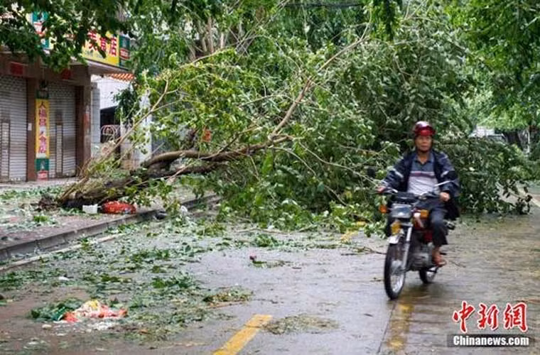 Cây cối bị bật gốc, đổ ra đường.